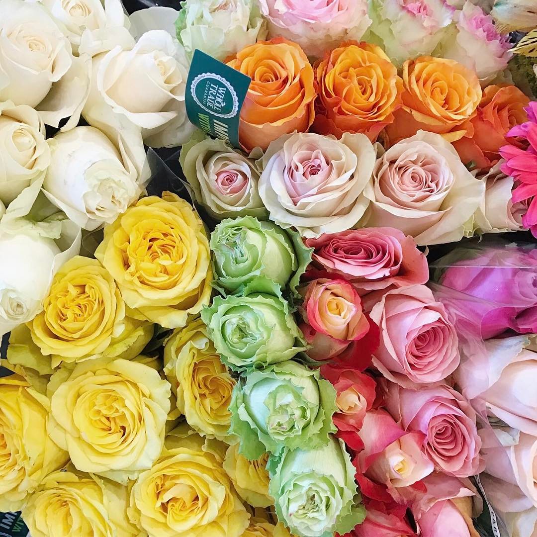 Whats your favorite rose color?! Im loving light green gardenhellip Whats your favorite rose color?! Im loving light green gardenhellip
